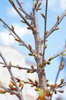 Buds of cherry tree in springtime