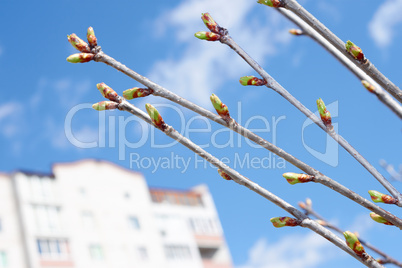 Cherry buds against urban buildings