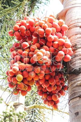 red betel nut at palm tree at south of Thailand