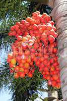 Close up red betel nut at palm tree