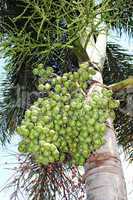 Close up  betel nut at palm tree