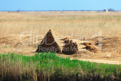 Stacked sheaves of reeds on the field