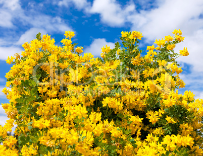 Bush of yellow flowers