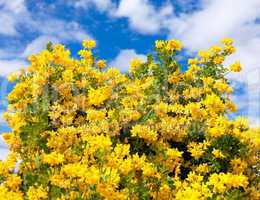 Bush of yellow flowers
