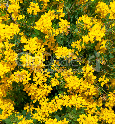 Bush of yellow flowers