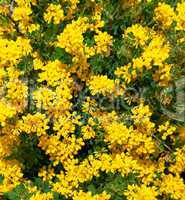 Bush of yellow flowers