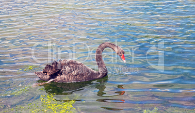 Graceful black swan swimming in a pond