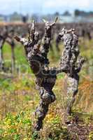 Gnarled old vine in a field