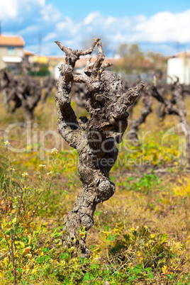 Gnarled old vine in a field