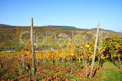 weinberge bei burg an der mosel