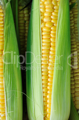 Zuckermais zea mays