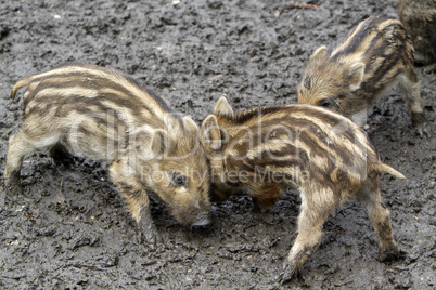 Wildschweine Frischlinge