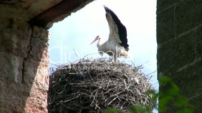 Stork on the Roof