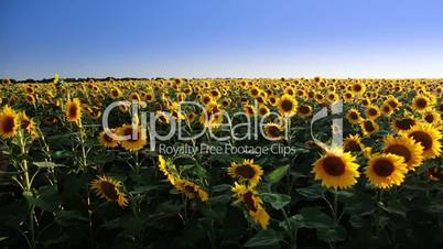 Field of sunflowers and the sun. Panorama