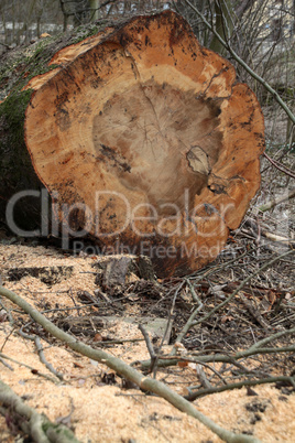 Gefällter Baum