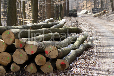 Holzstapel an einem Waldweg