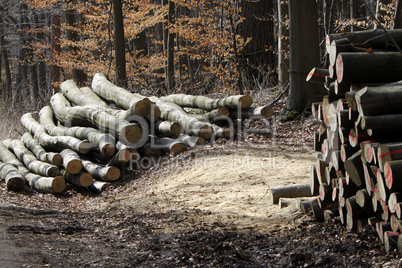 Holzstapel an einem Waldweg