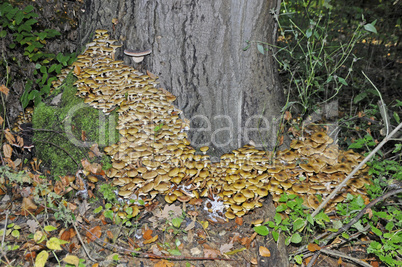 Pilze an einem Baum