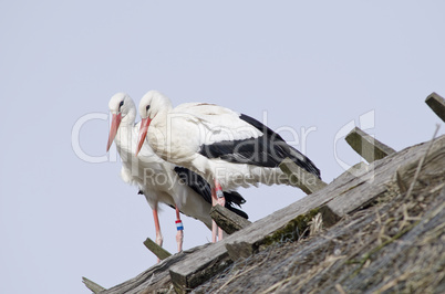 White storks on a roof (Ciconia ciconia)
