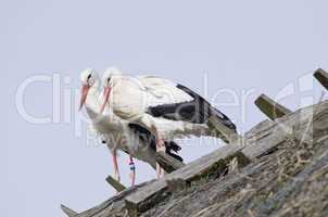 White storks on a roof (Ciconia ciconia)