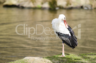 White stork at a lake (Ciconia ciconia)
