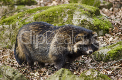 Raccoon dog, Nyctereutes procyonoides