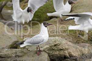 Black-headed gulls, Chroicocephalus ridibundus