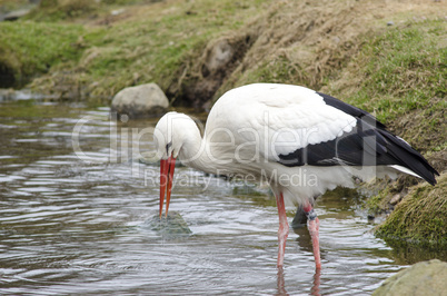 White stork at lake (Ciconia ciconia)