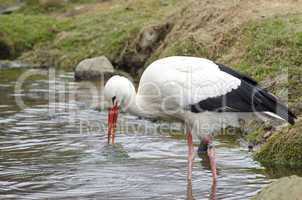 White stork at lake (Ciconia ciconia)