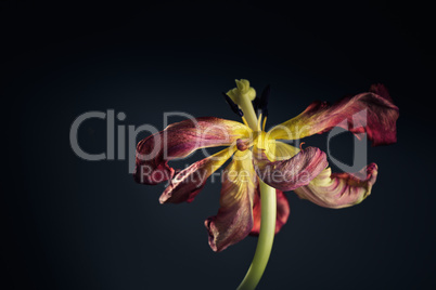 Verwelkte Tulpe