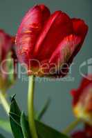Rote Tulpe mit Tautropfen