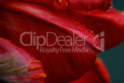 Rote Tulpe mit Tautropfen