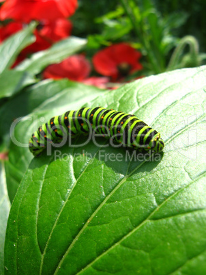 caterpillar of the butterfly  machaon on green leaf