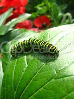 caterpillar of the butterfly  machaon on green leaf