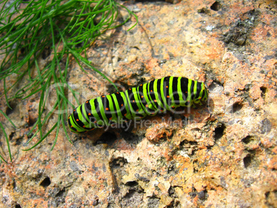 caterpillar of the butterfly do machaon on the stone