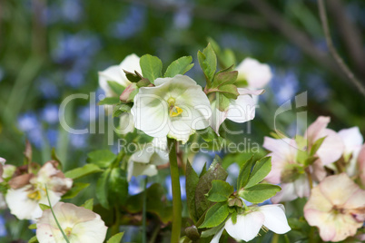 christrose (helleborus niger)