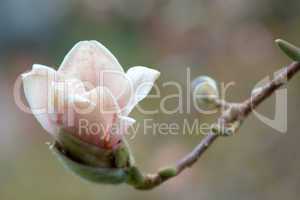 magnolie (magnolia)