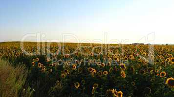 field with sunflowers