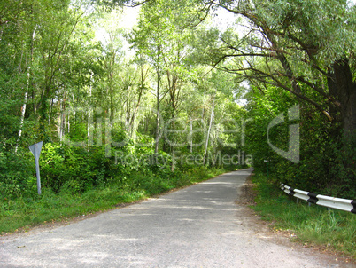 asphalted road in the forest