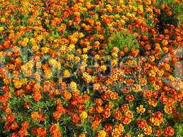 beautiful flower of tagetes