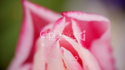 Tulpenblüte mit Tropfen