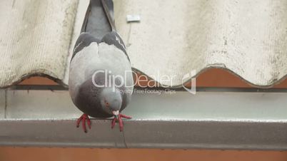 Gray pigeon. Close-up