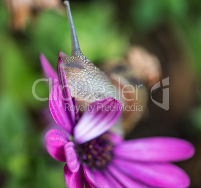 Snail moving on a violet flower