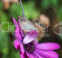 Snail moving on a violet flower