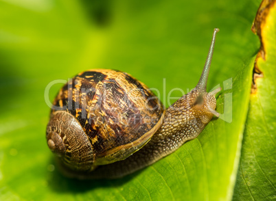 Close-up of a Snail on a green Leaf