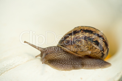 Snail on a White Calla, close-up
