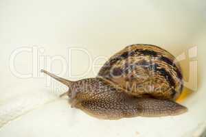 Snail on a White Calla, close-up