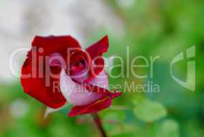 rote rose