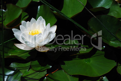 seerose im teich