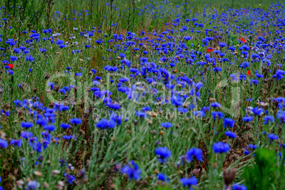 blaue kornblumen